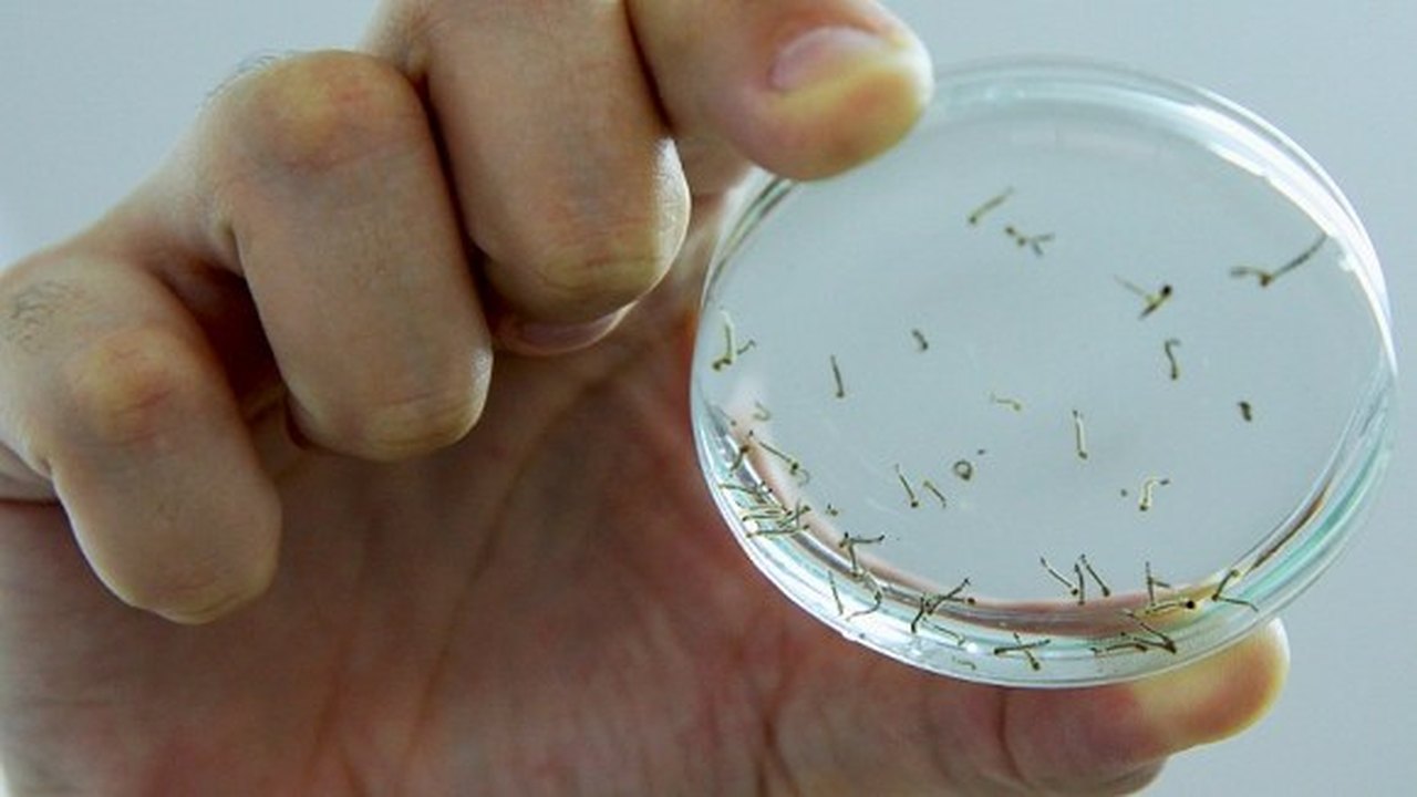 Mais dois municípios estão em epidemia de dengue e Sesau batalha para controlar surto