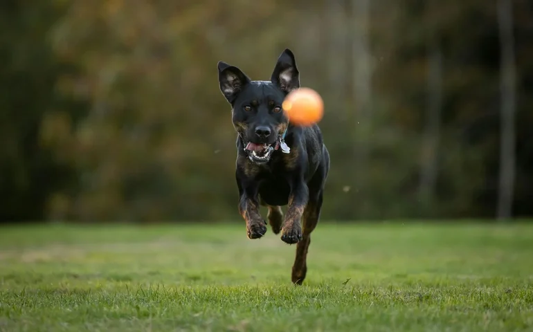 Chocolate na Páscoa pode ser fatal para cães, alerta veterinário