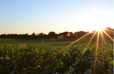 Protetores solares biológicos criam escudo para plantas contra calor e radiação