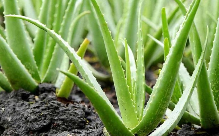 Aloe vera: a planta que ajuda a reduzir ou eliminar as olheiras