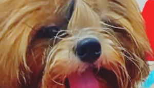 Cachorro da raça shih-tzu morre após ataque de pitbull em Aracaju