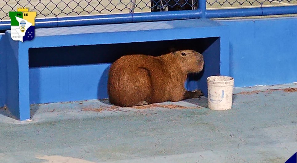 capivara pm / Foto: Foto: PM/SE