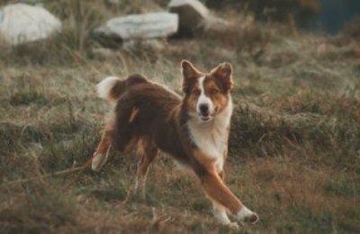 Tricuríase: doença intestinal que compromete a saúde e bem-estar dos pets