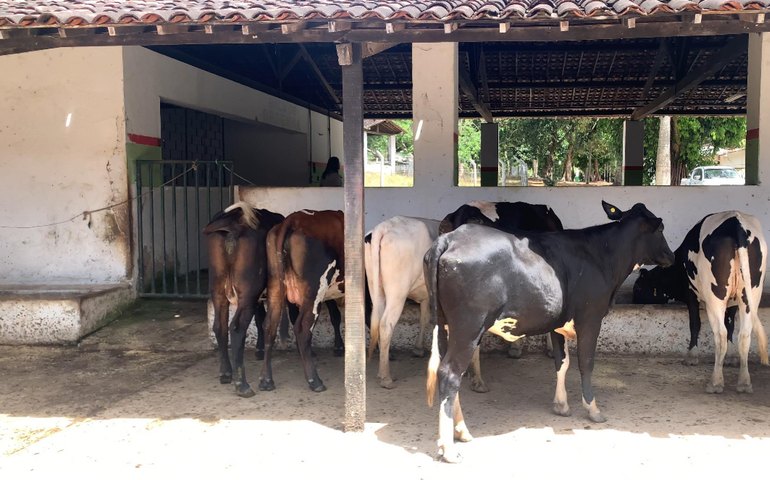 Adeal certifica primeiro estabelecimento com Criação Livre de Brucelose de Alagoas