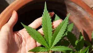 cannabis-5003423 / Foto: Foto: lovingimages/pixabay