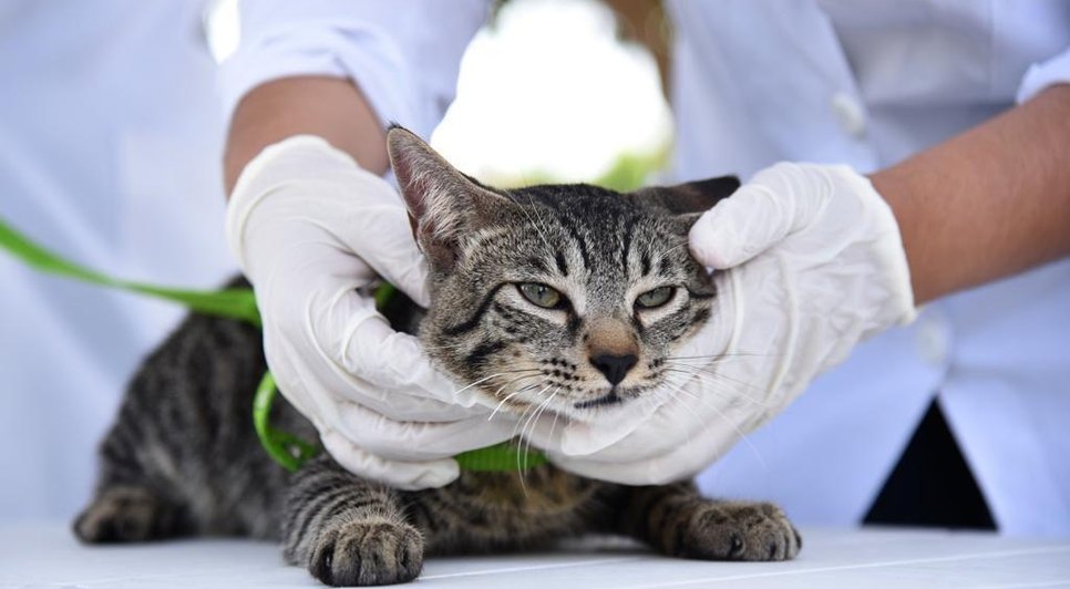 Aracaju oferta vacinação antirrábica gratuita para cães e gatos neste sábado; confira locais