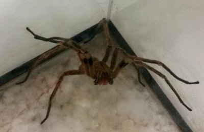 Pesquisa com veneno de aranha pode gerar remédio para disfunção erétil