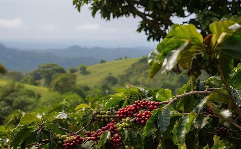 Futuro do café trás novas tendências e consumidores exigentes