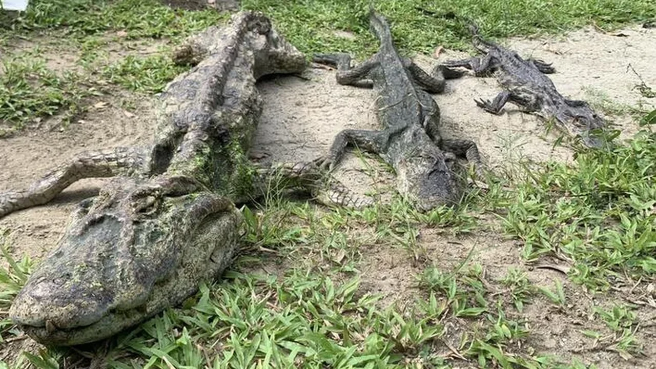 Isso tudo é pra mim? Pescador do Brasil queria pegar pirarucu, mas acabou com jacaré