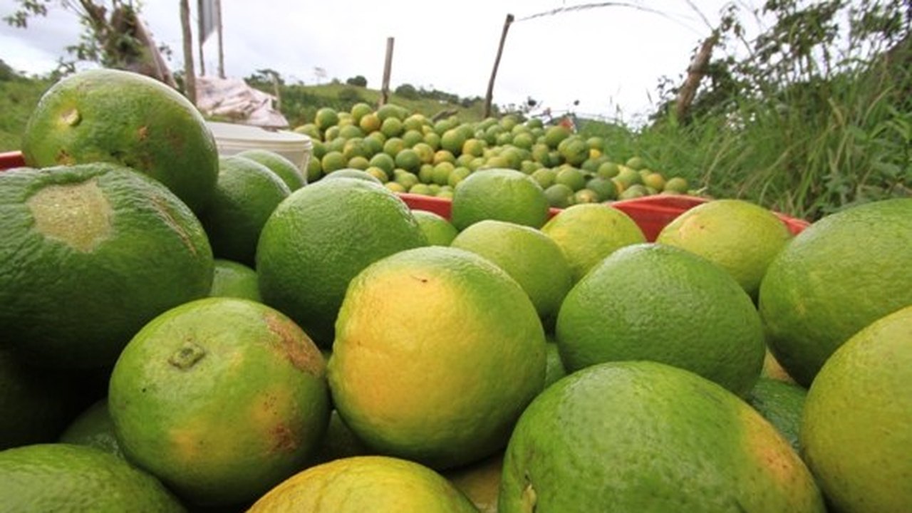 Exposição promove agricultura no Vale do Mundaú
