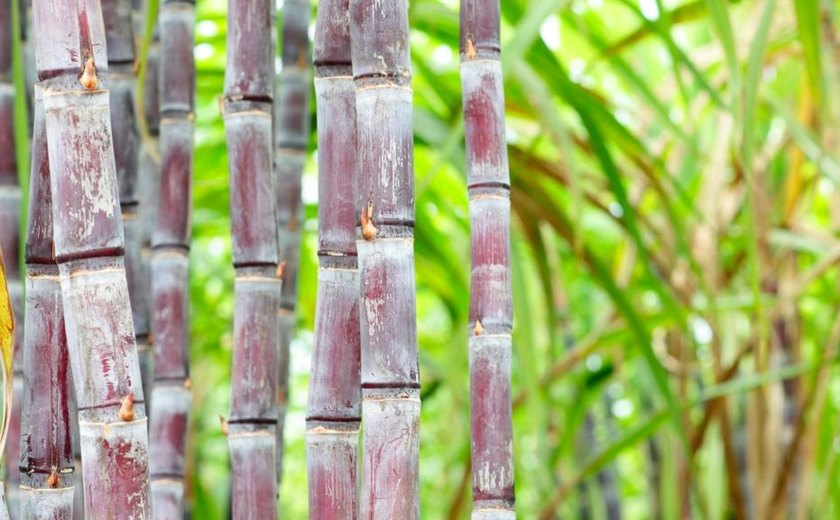 Corpo de homem é encontrado em canavial próximo ao Rio Paraguai