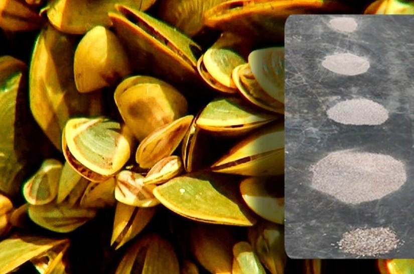 Uso de conchas do mexilhão-dourado é viável para produção de argamassas