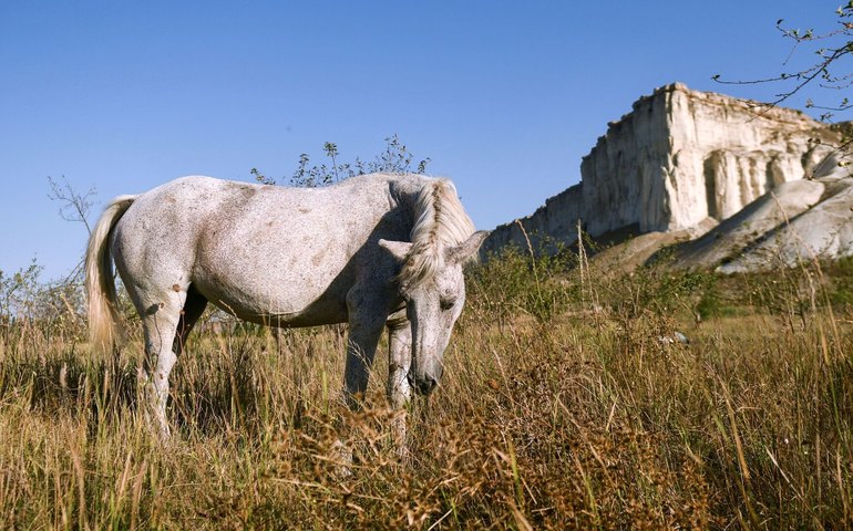 Placa dental da Idade do Ferro revela consumo de leite de égua e ruminantes por citas
