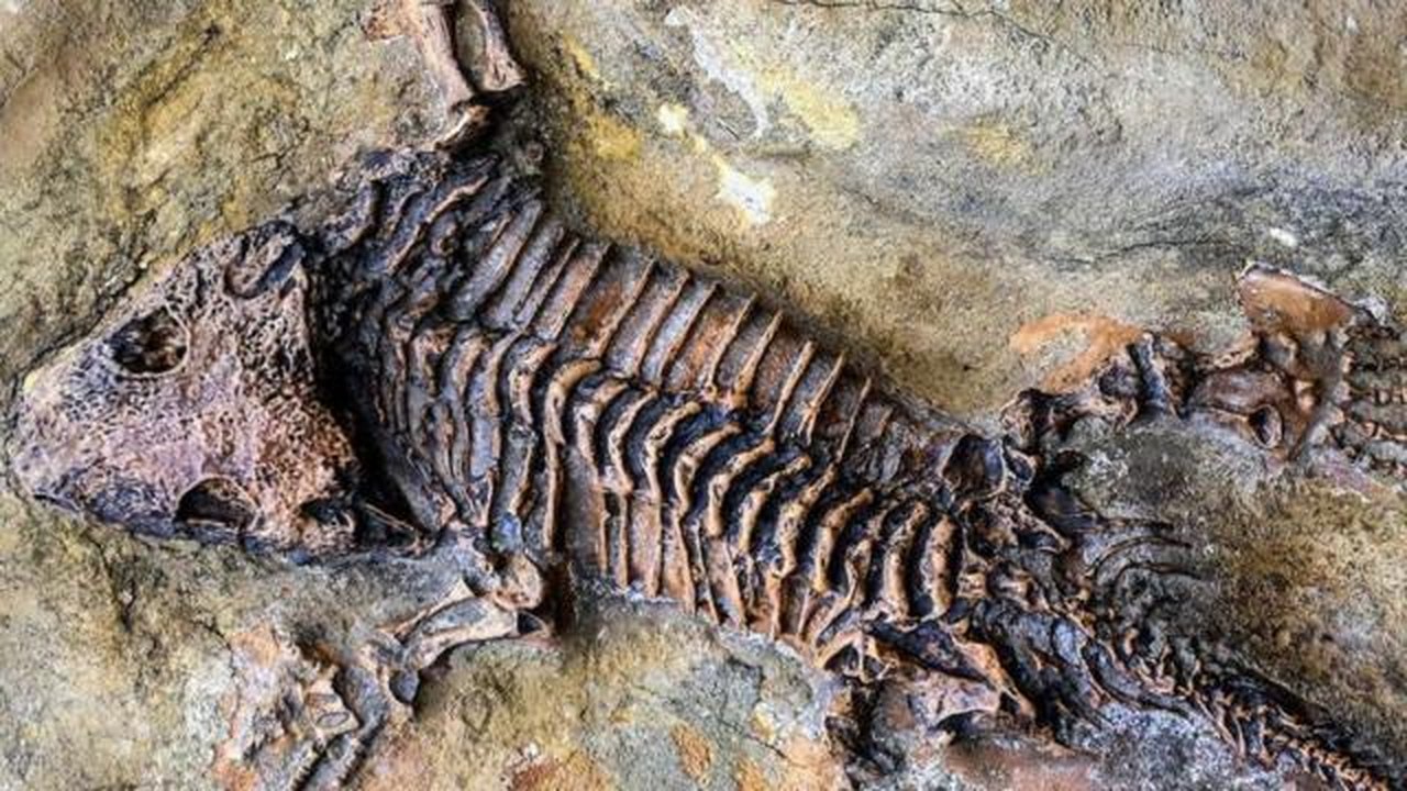 Grupo de paleontólogos encontra esqueleto completo de uma preguiça que viveu cerca de 50 mil anos