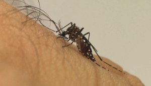 DENGUE FOTO FIOCRUZ