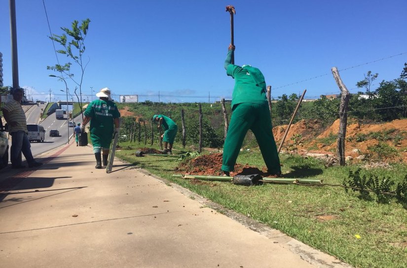 Avenida Márcio Canuto recebe cerca de 200 novas árvores