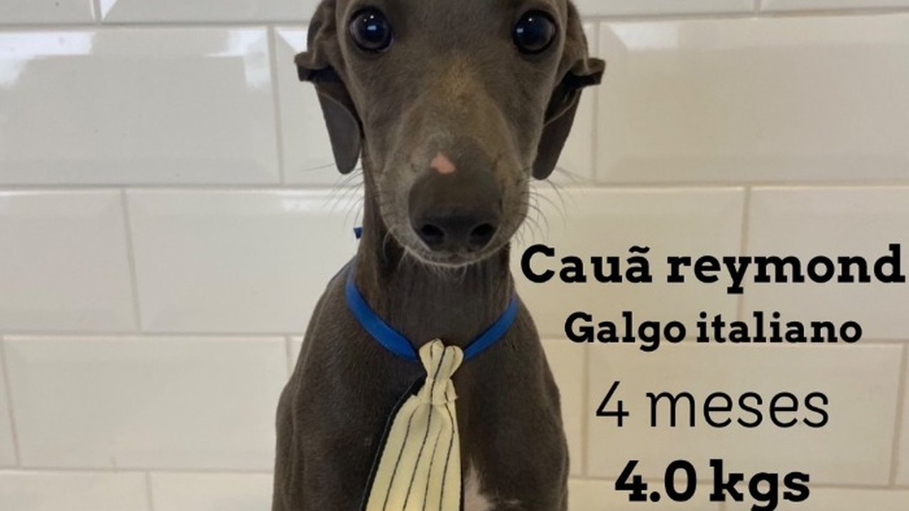 Internautas fazem campanha para que cão Cauã Reymond seja adotado