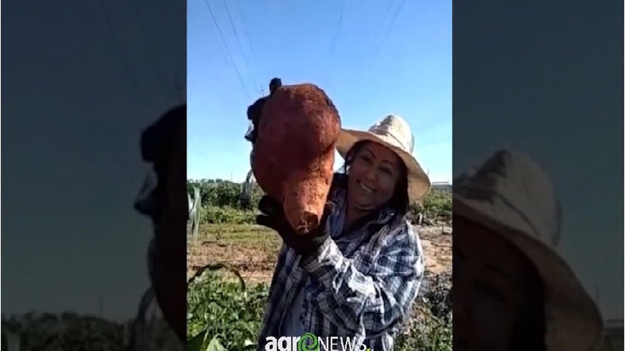Moradora colhe batata-doce gigante em horta comunitária