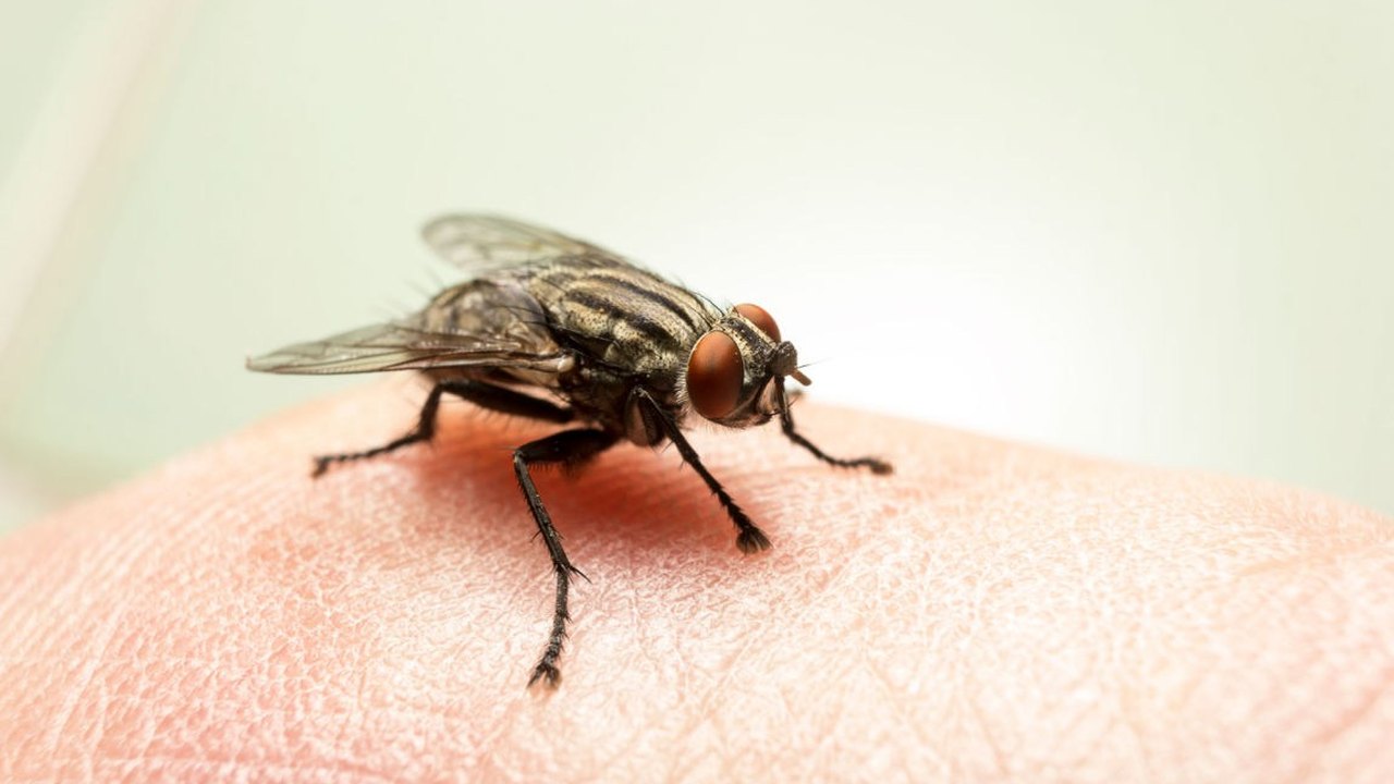 Virose da mosca: saiba como identificar e prevenir a doença