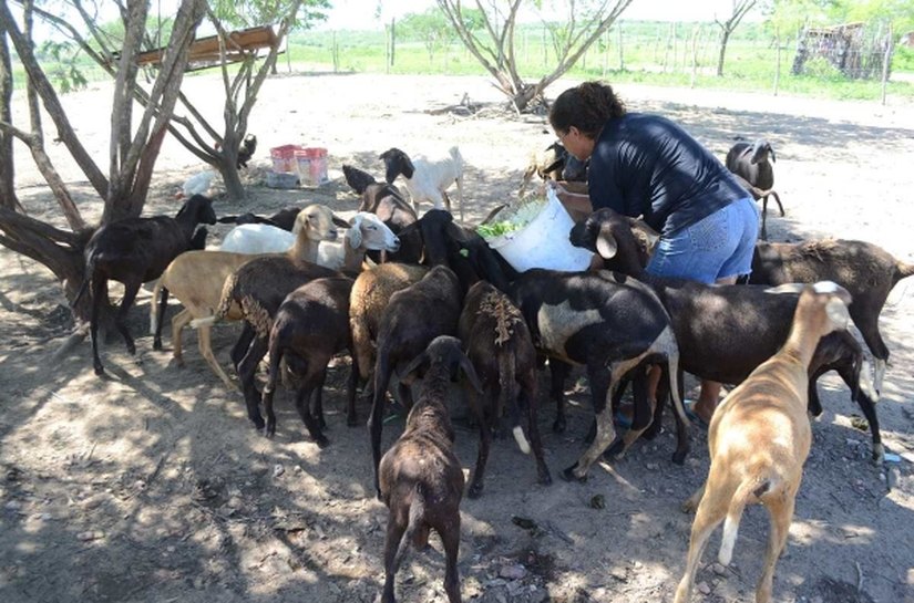Arranjo Produtivo Ovinocaprinocultura terá assistência técnica da Emater