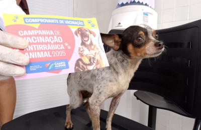 Campo Alegre supera meta da Campanha de Vacinação Antirrábica e segue vacinando cães e gatos