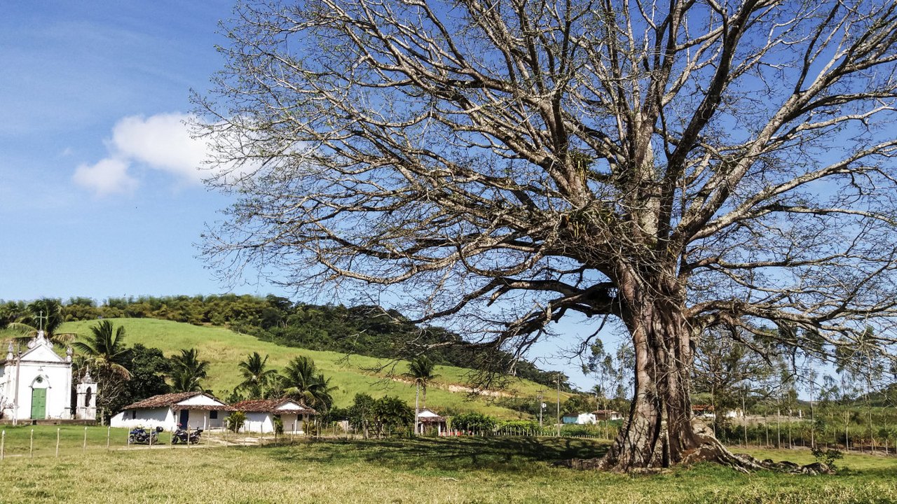 Rainha da floresta: Sumaúma é utilizada para plantios do Alagoas Mais Verde