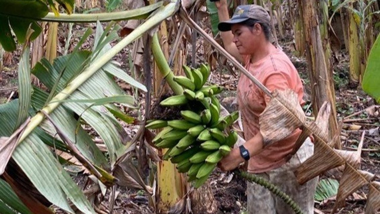 Por meio do apoio da Emater, agricultora aumenta faturamento mensal em 50%