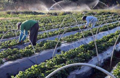 Governo destinará R$ 200 milhões para complementação do Plano Safra