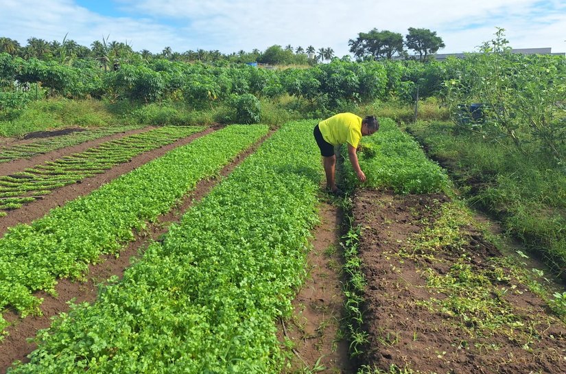 Horta-Escola já beneficiou 13 famílias coruripenses e fortalece segurança alimentar e economia local