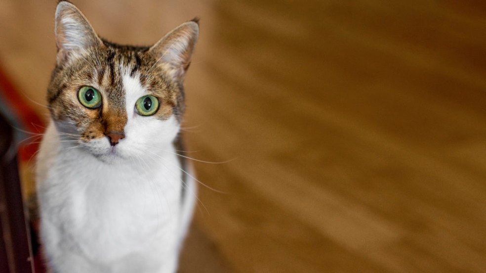 Condomínio é processado por impedir que moradores alimentem gatos