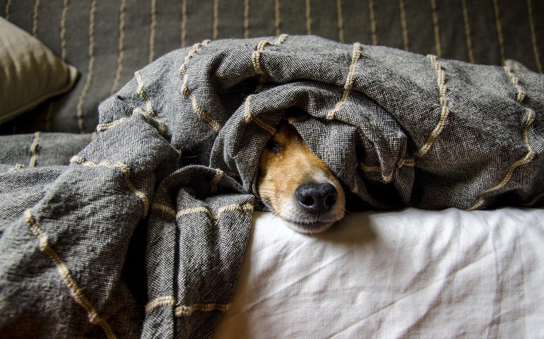 Dormir com cães e gatos: hábito faz bem ou mal à saúde?