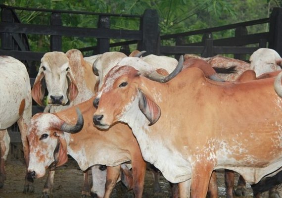 Melhoramento genético do rebanho é destaque na Expogenética