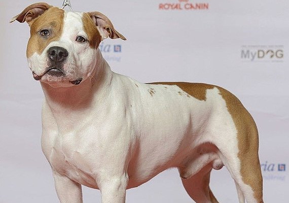 Mulher tem braço amputado após ser atacada por cão no Rio