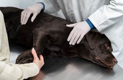 Oferecer conhecimento técnico a veterinários é objetivo da IDEXX Brasil na Pet Vet 2023