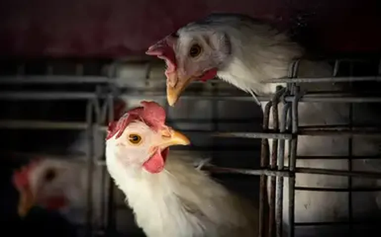 Nos EUA, Estado de Washington confirma primeiros casos em humanos de gripe aviária