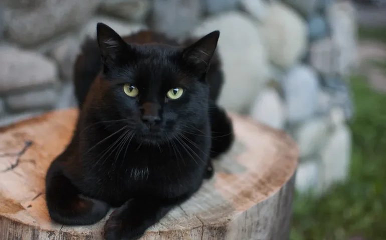 Gato mais rico do mundo, Blackie tem fortuna avaliada em quase R$ 115 milhões