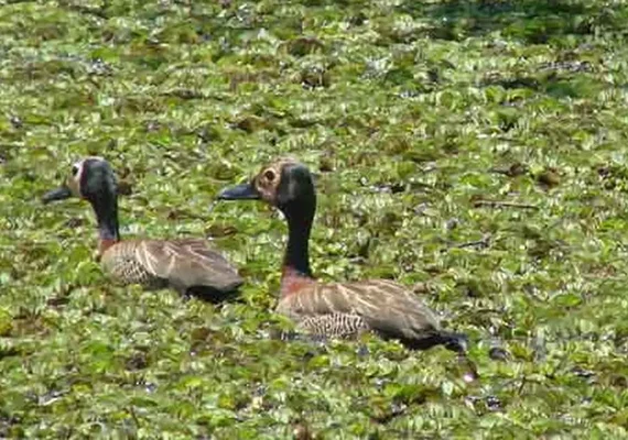 Cidade paulista apura vazamento de corante que tingiu aves em parque