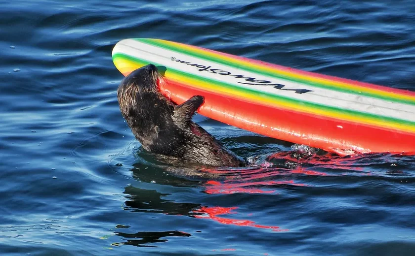 Prancha como isca, reação ágil e oceano mexido: autoridades da vida selvagem tentam capturar lontra ladra de pranchas