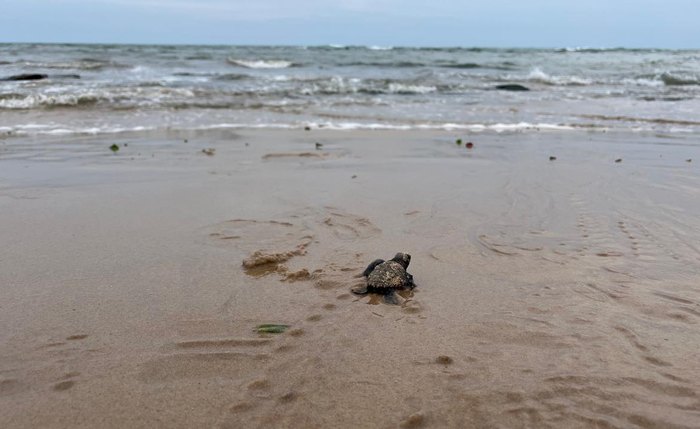 Filhotes da espécie tartaruga-de-pente foram devolvidos ao mar sob monitoramento do Instituto Biota