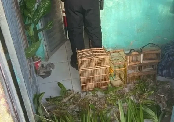 PF combate comércio ilegal de flora nativa em Alagoas