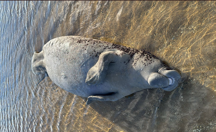 Peixe-boi é encontrado morto em praia de Maragogi