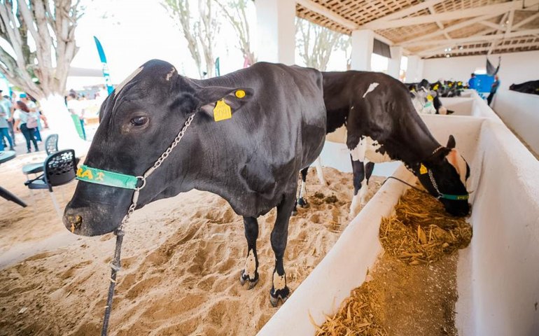 TecLeite marca pioneirismo de Alagoas na 42ª Expo Bacia Leiteira