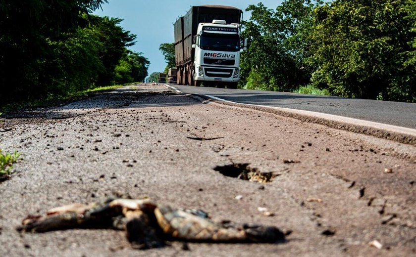 BR-262: A rodovia da morte para animais silvestres no Pantanal (FOTOS)