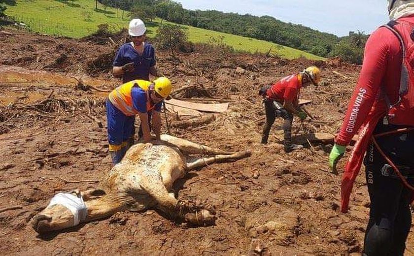Diretora do Fórum Animal avalia cinco anos após tragédia de Brumadinho.