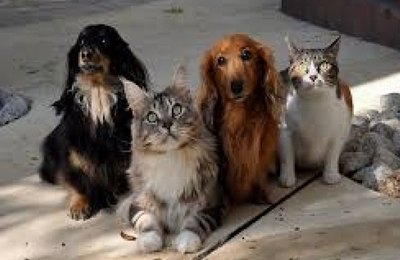 Projeto proíbe que animais sejam distribuídos a título de brinde, promoção ou sorteio
