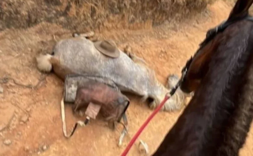 O que se sabe sobre o caso do cavalo que teve as patas cortadas em Bananal