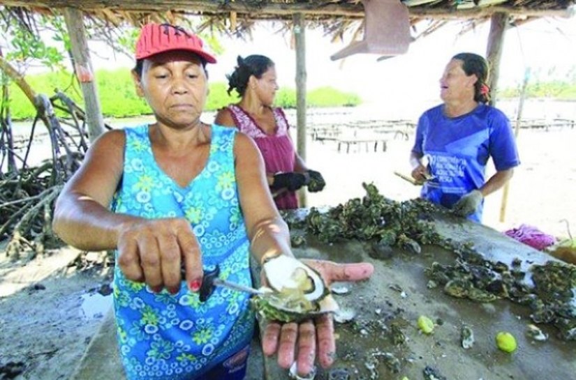 Alagoas vai sediar o I Seminário e Curso Internacional de Ostras