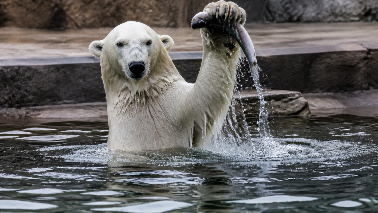 Urso-polar encanta ao pescar no Zoo de Moscou