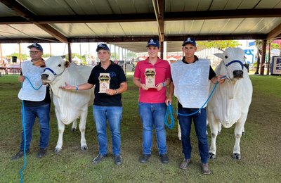 Raça Nelore se destaca na pista de julgamento da 72ª Expoagro Alagoas
