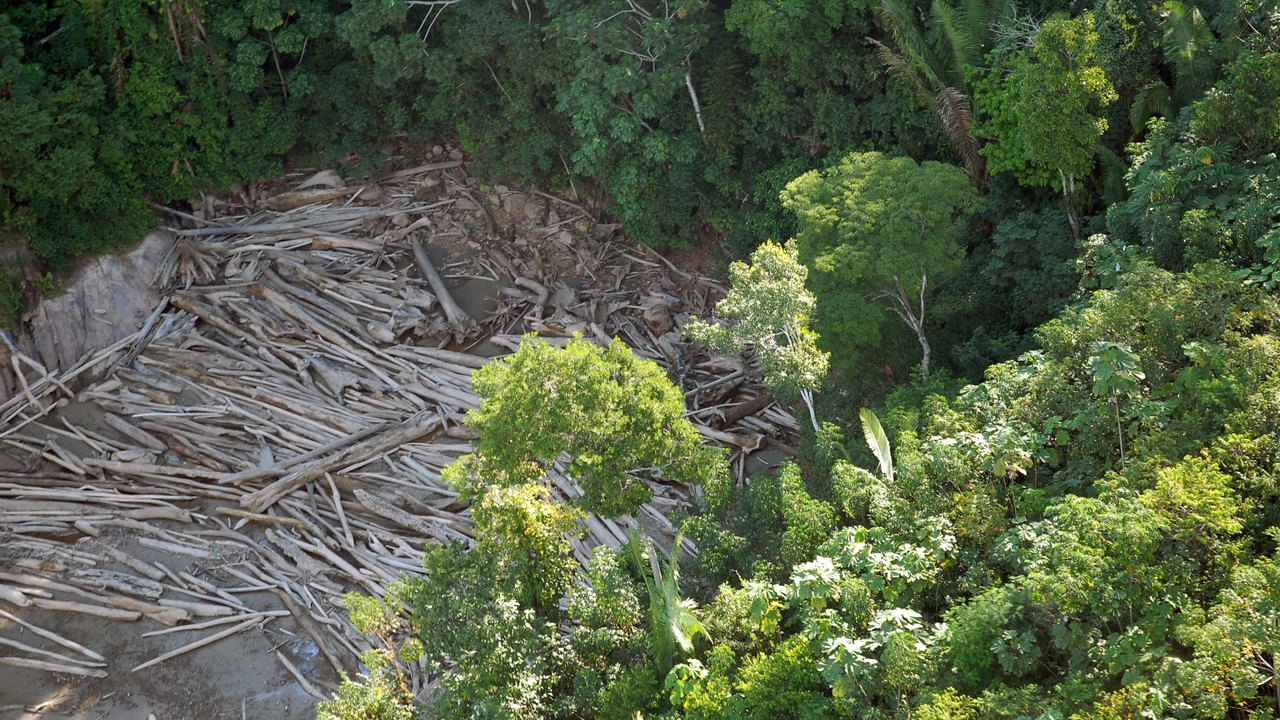 Sede da COP30, Pará melhora em desmatamento, mas ainda sofre com queimadas e garimpo ilegal